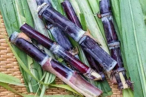 食物只烂了一点点,到底有没有毒,还能不能吃?