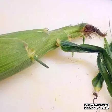 煮它们时可以不要剥皮,有意想不到的收获哦!